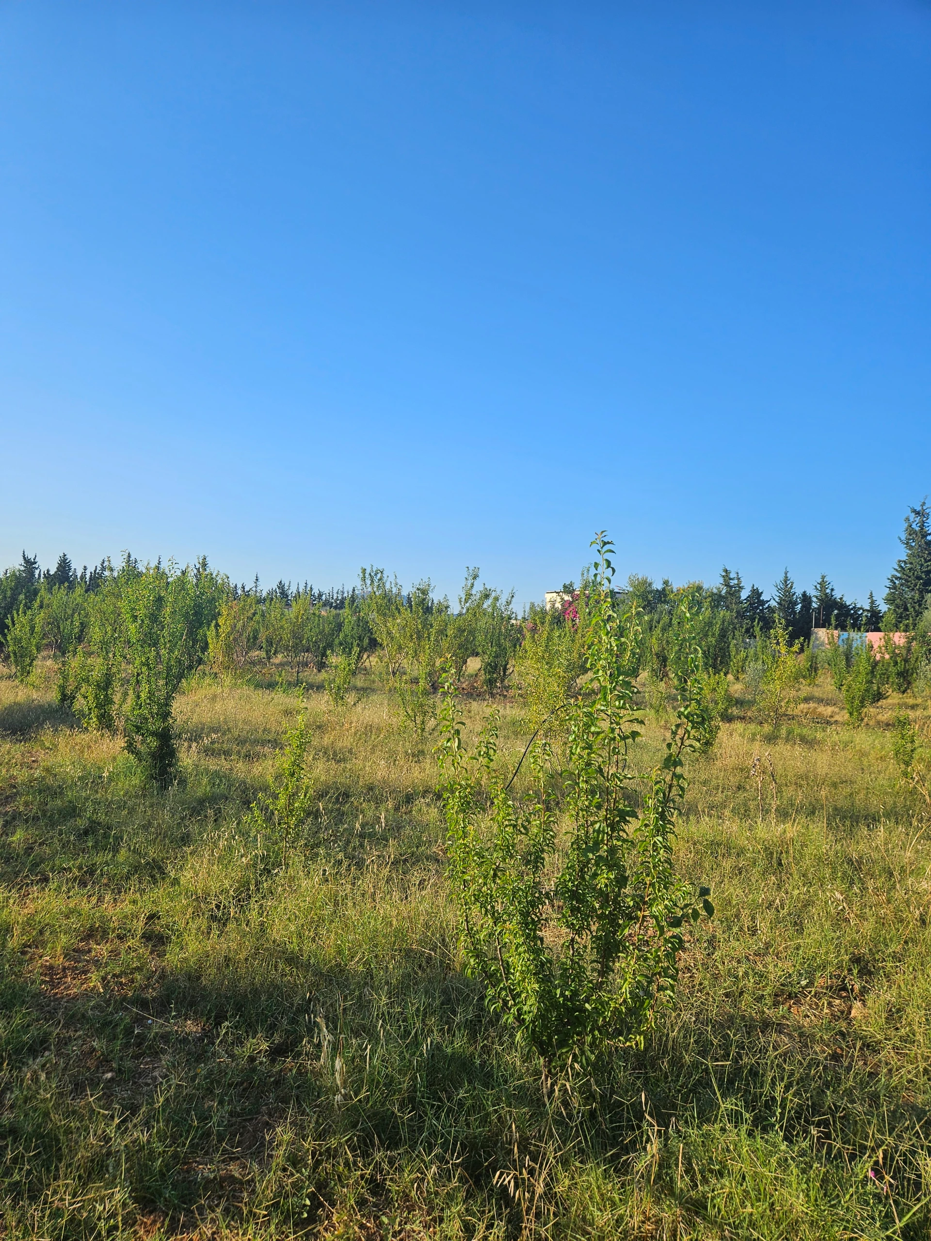 Un terrain a vendre